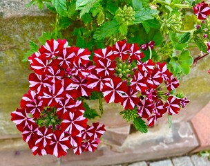 flower on the background