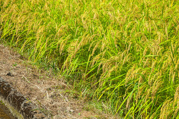 秋の収穫時期を迎えた稲
