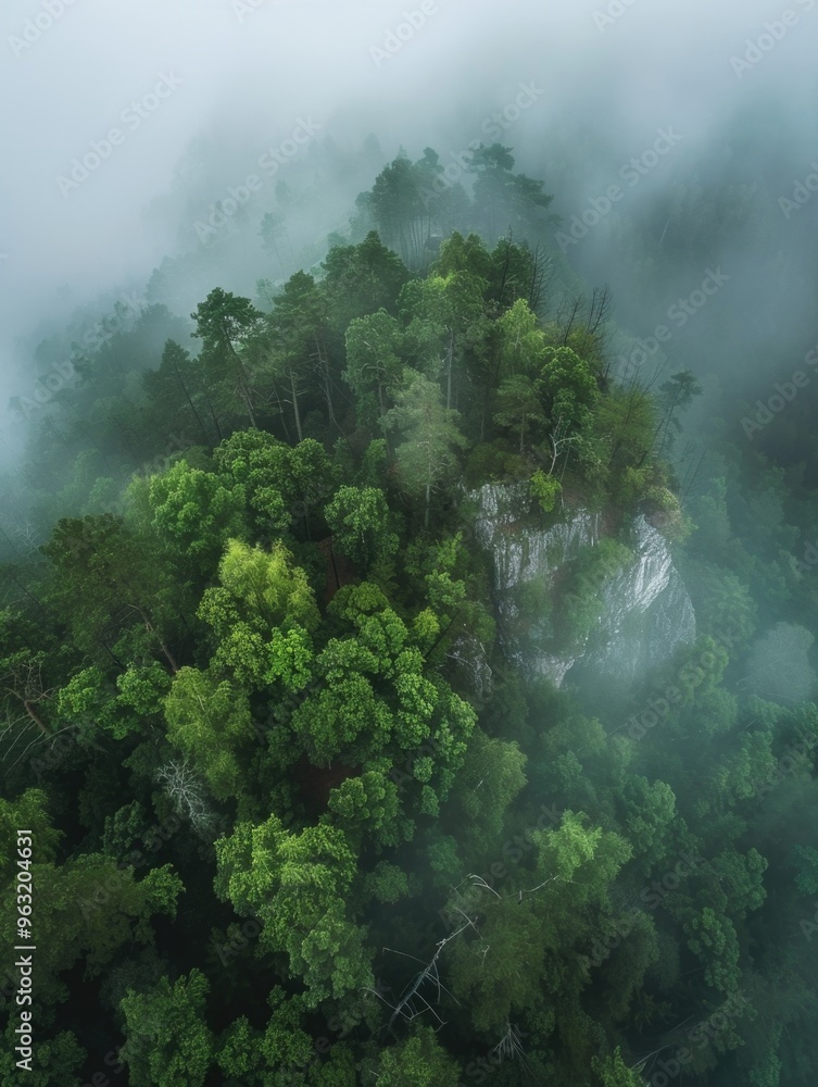 Poster a lush green forest with trees and a foggy atmosphere. the trees are tall and dense, creating a sens