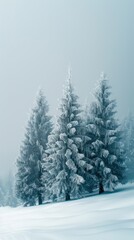 Obraz premium Snow-covered pine trees in foggy winter forest with soft light creating dreamy atmosphere Cold seasonal nature