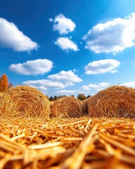 Vibrant straw bales under a clear blue sky, creating a picturesque rural scene with fluffy clouds in the background.