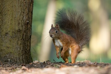 squirrel in the park