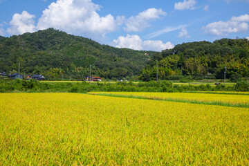 秋の田園風景 鳥取県 郡家町