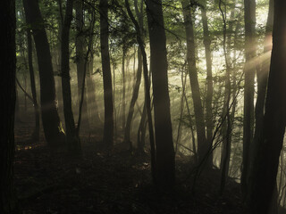 Obraz premium 優しい光