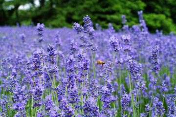 ラベンダーとミツバチ