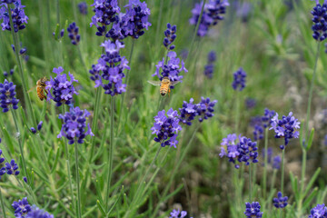 ラベンダーと蜂