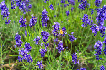 ラベンダーとミツバチ