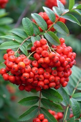 Obraz premium a branch of mountain ash with red berries