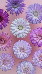 Top view of beautiful tender blooming eustoma flowers isolated on pink background