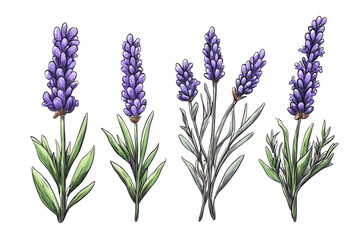 Obraz premium A collection of beautiful lavender plants showcasing vibrant purple flowers and lush green leaves, perfect for design and decoration.