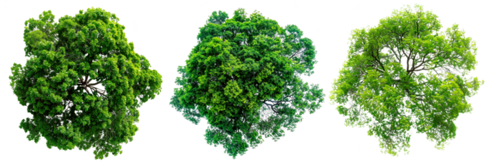 A set of trees with green leaves isolated on a white or transparent background. Close-up of trees from a bird's eye view, seen from above. Graphic design element on the theme of nature and trees.