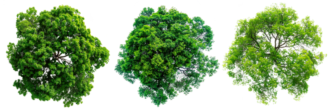 A set of trees with green leaves isolated on a white or transparent background. Close-up of trees from a bird's eye view, seen from above. Graphic design element on the theme of nature and trees.