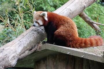 Red Panda at Dublin Zoo