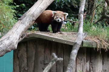 Red Panda at Dublin Zoo