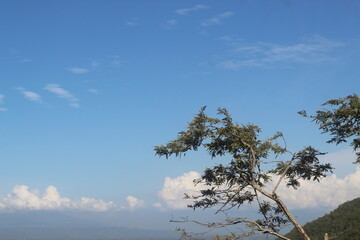 pine tree in the sky