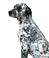 Spotted dalmatian dog profile photo no background