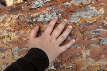 A child's hand touches a pine tree trunk