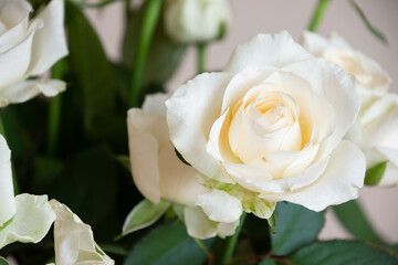 白薔薇