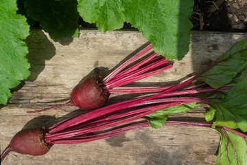 Fresh, young beets with tops on a wooden background