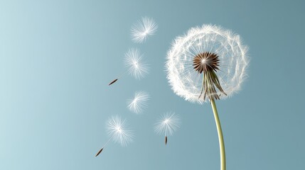 A beautiful dandelion against a soft blue background, showcasing its delicate seeds drifting away in the gentle breeze.