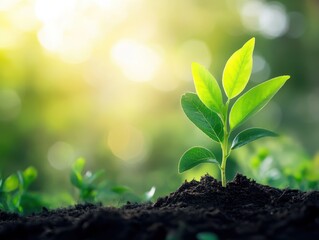A single green sprout emerges from rich soil, bathed in the warm glow of the morning sun.