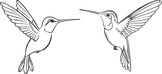 Hand drawn hummingbird outline illustration