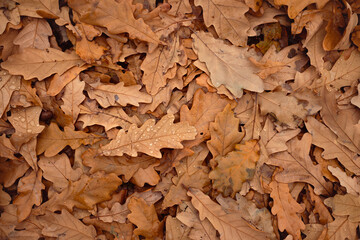 Dead oak leaves on the ground with raindrops, autumn pattern