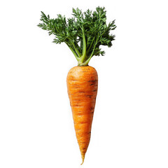 Carrot isolated on a transparent background png file no background_1 png file