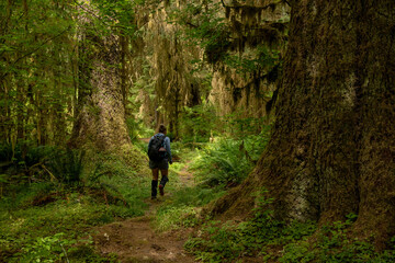Obraz premium Woman Hikes Through Hanging Moss Forests of Olympic