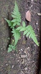 A small fern plant growing in a patch of gravel with a brown leaf to the right.