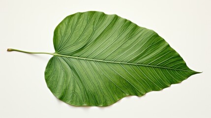 Fototapeta premium A detailed botanical illustration of a rare and exotic rainforest leaf, highlighting its unique features and botanical significance,