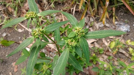 A close-up view of a green plant with small yellow flowers growing in the ground.