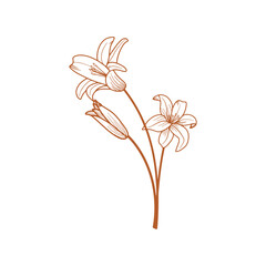 Beautiful Flower Vector Illustration White Background