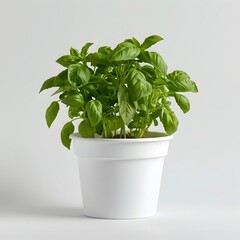 Fresh Basil Plant Growing in White Pot on Clear Background