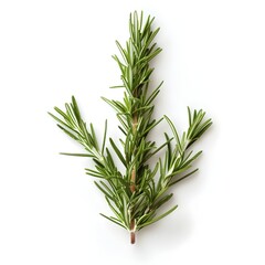 Fototapeta premium Aromatic Rosemary Branch Against White Background