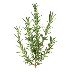 Rosemary Branch in Isolated White Background