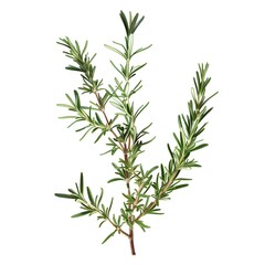 Rosemary branch against a white background