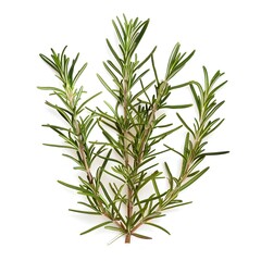 Fototapeta premium Rosemary Plant Branch Isolated on White Background Image