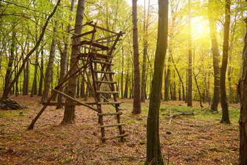 Wooden Watchtower in Fall Woods