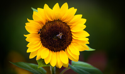 Obraz premium Blumen