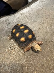 TURTLE