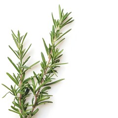 Fototapeta premium Rosemary Branch Isolated on White Background Herb Image