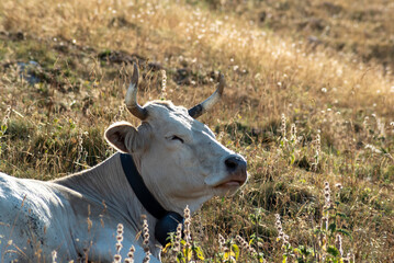 Portrait of the cow in the mountains