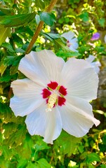 pink and white flower