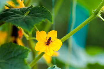 the flowering of cucumbers in the garden, on a blooming yellow flower