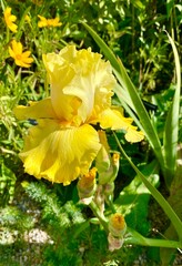 yellow flowers in the garden