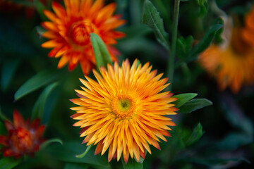 Gelb und orange blühende Strohblumen
