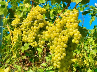 Chasselas grapes on vine in the region of Geneva lake in Switzerland