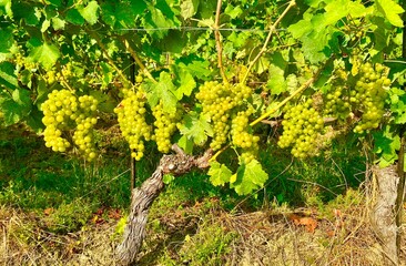 Chasselas grapes on vine in the region of Geneva lake in Switzerland