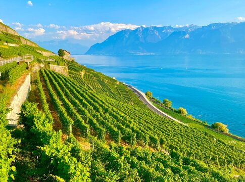 landscape with vineyards near lake Geneva